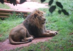 Paignton Zoo Lion